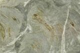 Polished Stromatolite (Pseudokussiella) Slab - Russia #363047-1